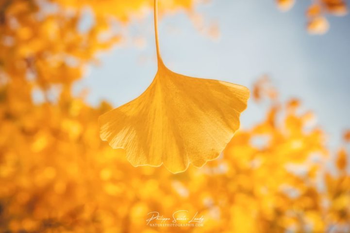 Feuille de ginkgo jaune dorée