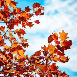 Autumn Sky Tulipier de Virginie en automne devant un ciel bleu