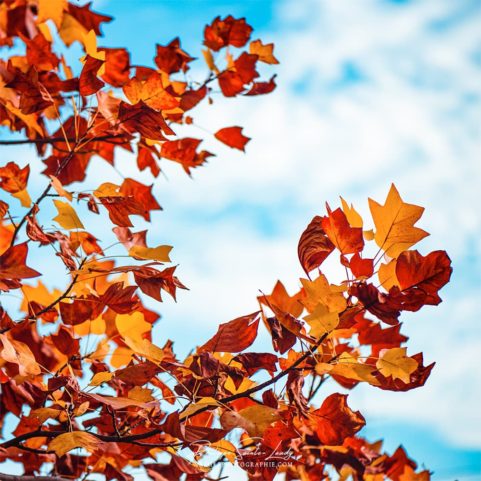 Tulipier de Virginie en automne devant un ciel bleu