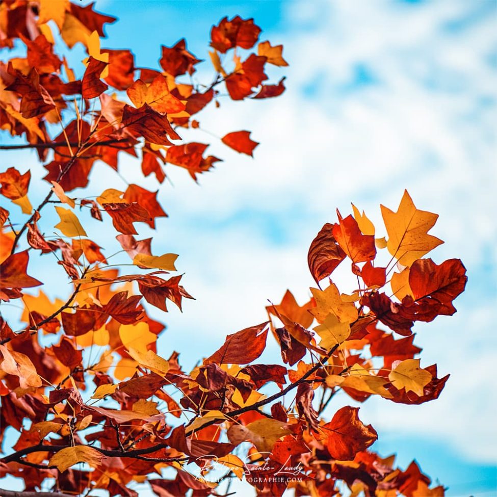 Tulipier de Virginie en automne devant un ciel bleu
