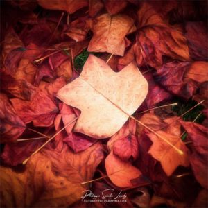 Autumn Trend Paintographie sur des feuilles en automne