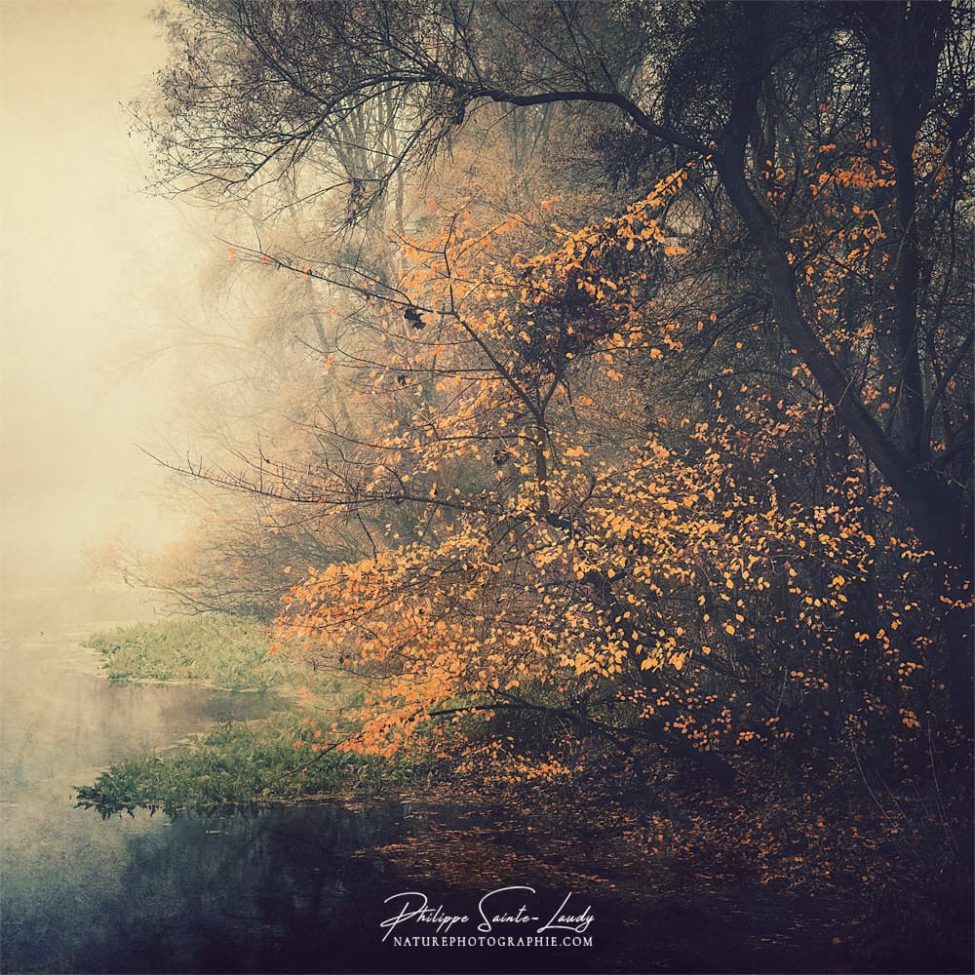 Forêt sombre en automne