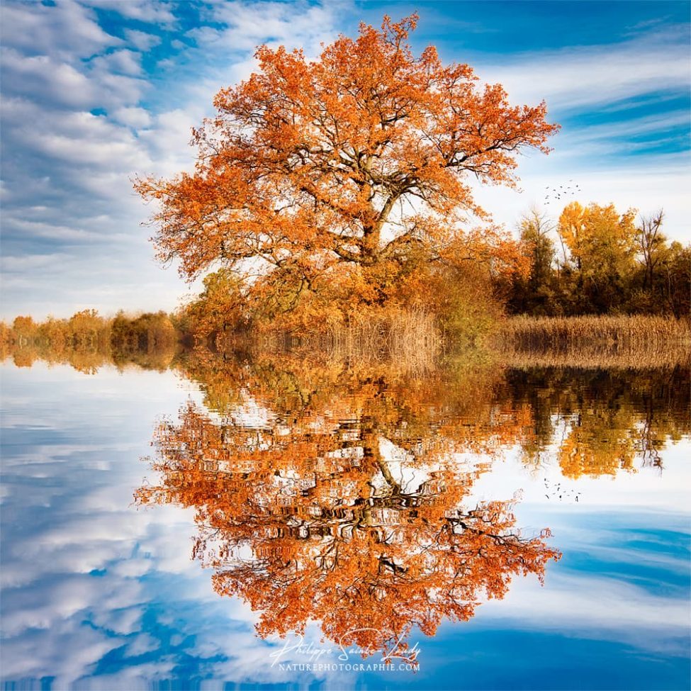 Reflet d'un arbre au bord de l'eau en automne