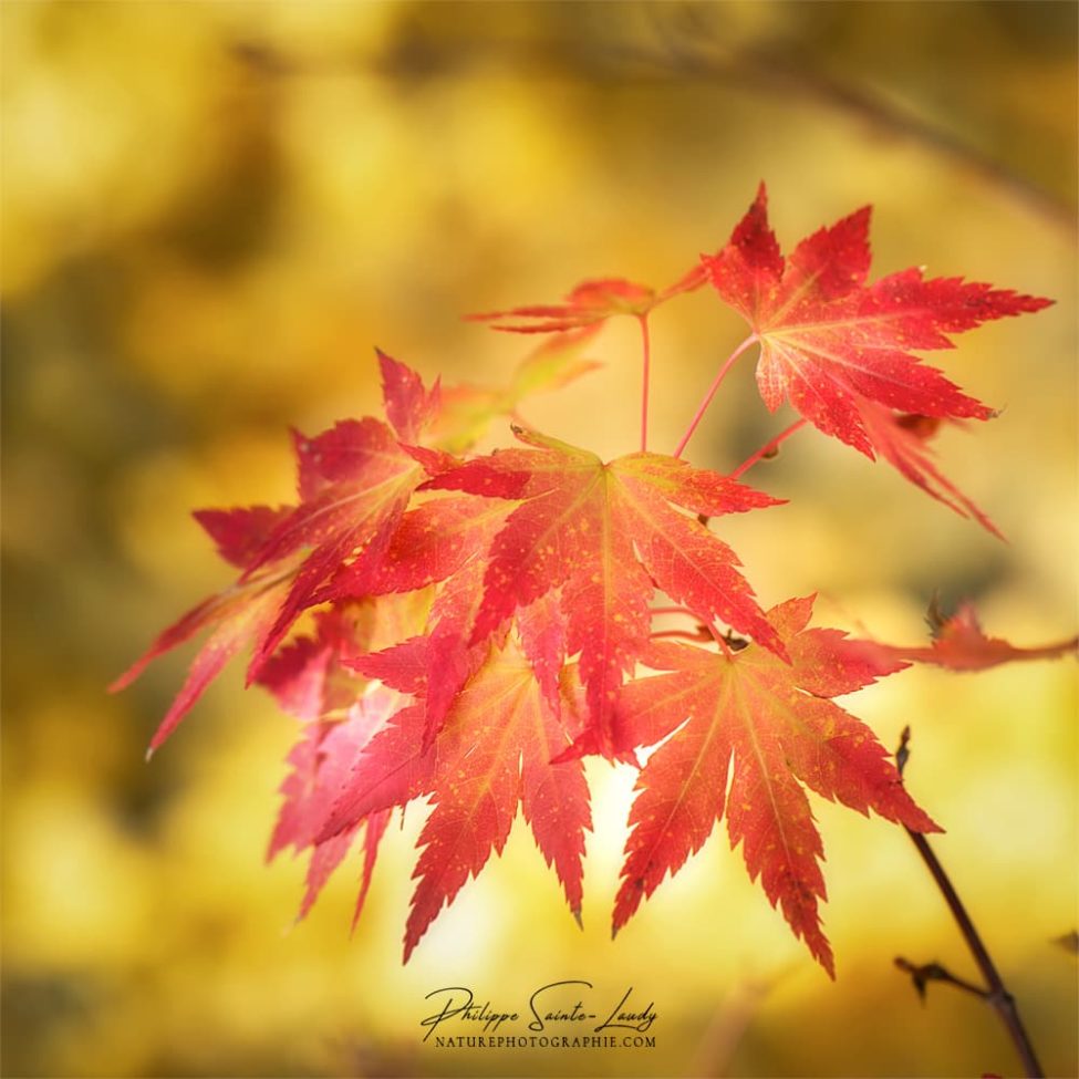 Effet Orton sur des feuilles rouges d'érable