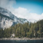 Les sapins qui bordent le lac Oeschinen