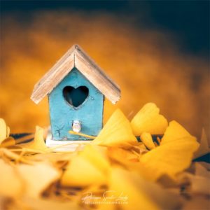 Bird House in Autumn Une cabane à oiseaux au milieu de feuilles de ginkgo