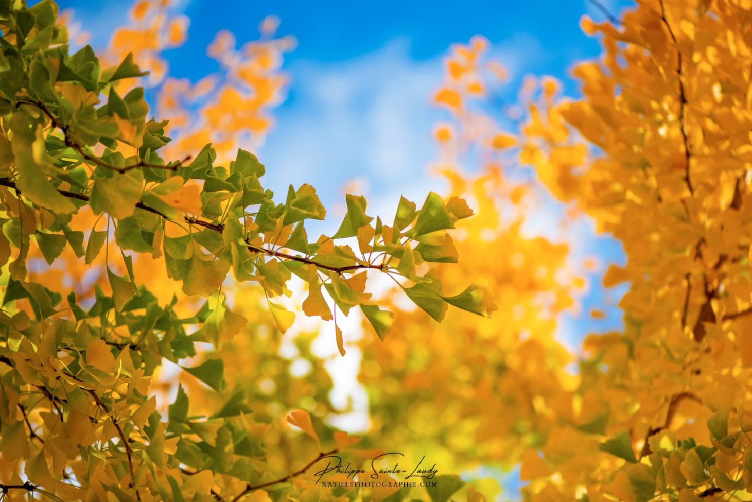 Branche de ginkgo