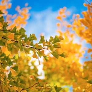 Blanket of Leaves Branche de ginkgo