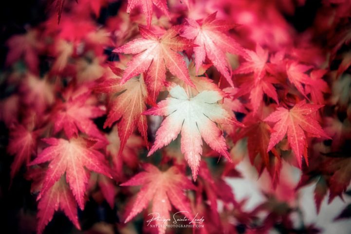 Feuilles rouge d'érable du Japon