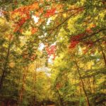 Chemin coloré dans une forêt en automne