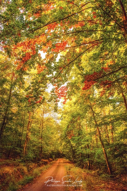 Chemin coloré dans une forêt en automne