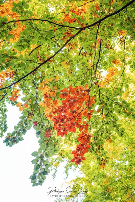 Feuilles de couleurs en automne