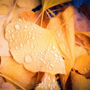 Drops of Life Gouttelettes de rosée sur une feuille de ginkgo