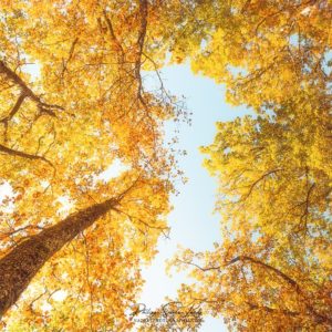Fall in Height Forêt jaune en contre-plongée