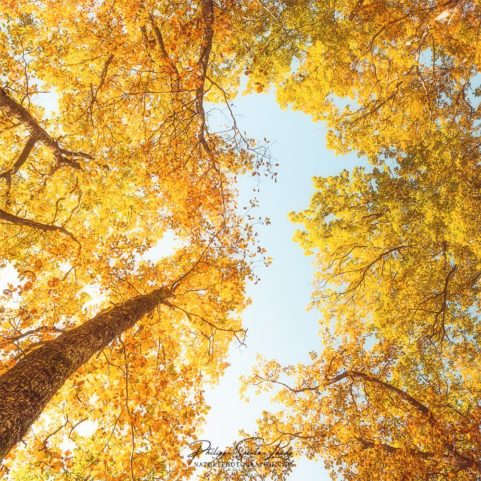 Forêt jaune en contre-plongée