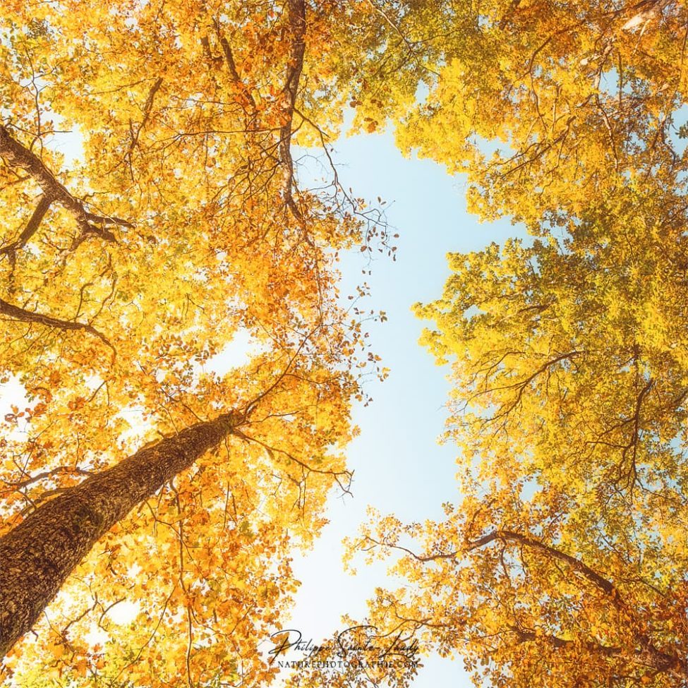 Forêt jaune en contre-plongée