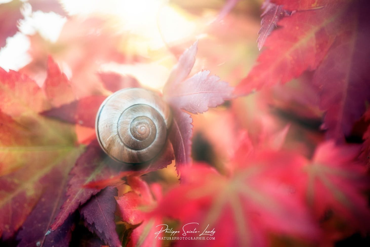 Un escargot sur une feuille d'érable en automne