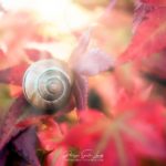 Un escargot sur une feuille d'érable en automne