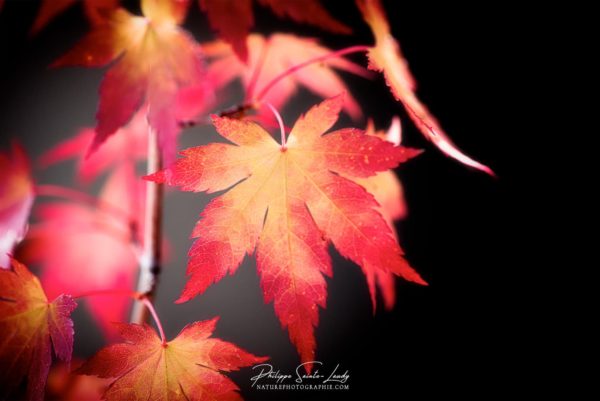 Fire Leaves Feuille d'érable jaune et rouge en automne