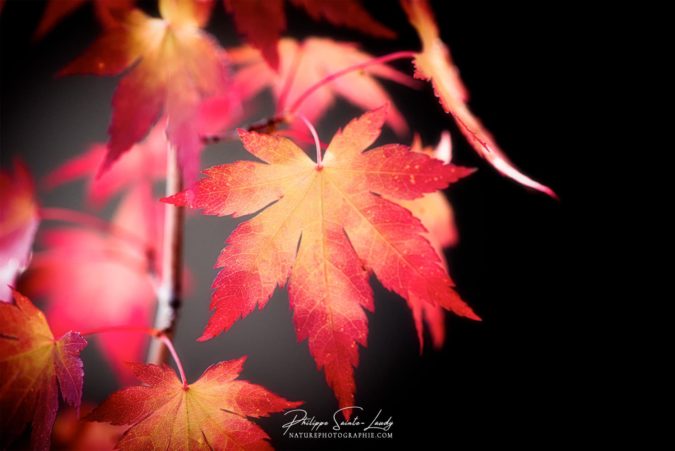 Fire Leaves Feuille d'érable jaune et rouge en automne