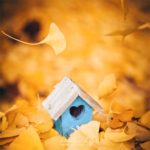 Feuilles de ginkgo qui tombent en automne