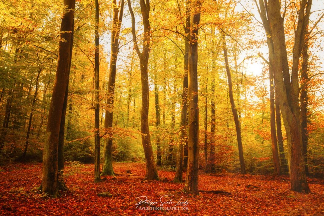 Photo de forêt en automne