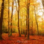 Photo de forêt en automne