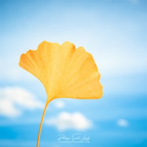Gingko in the Cloud Feuille de ginkgo devant un ciel bleu