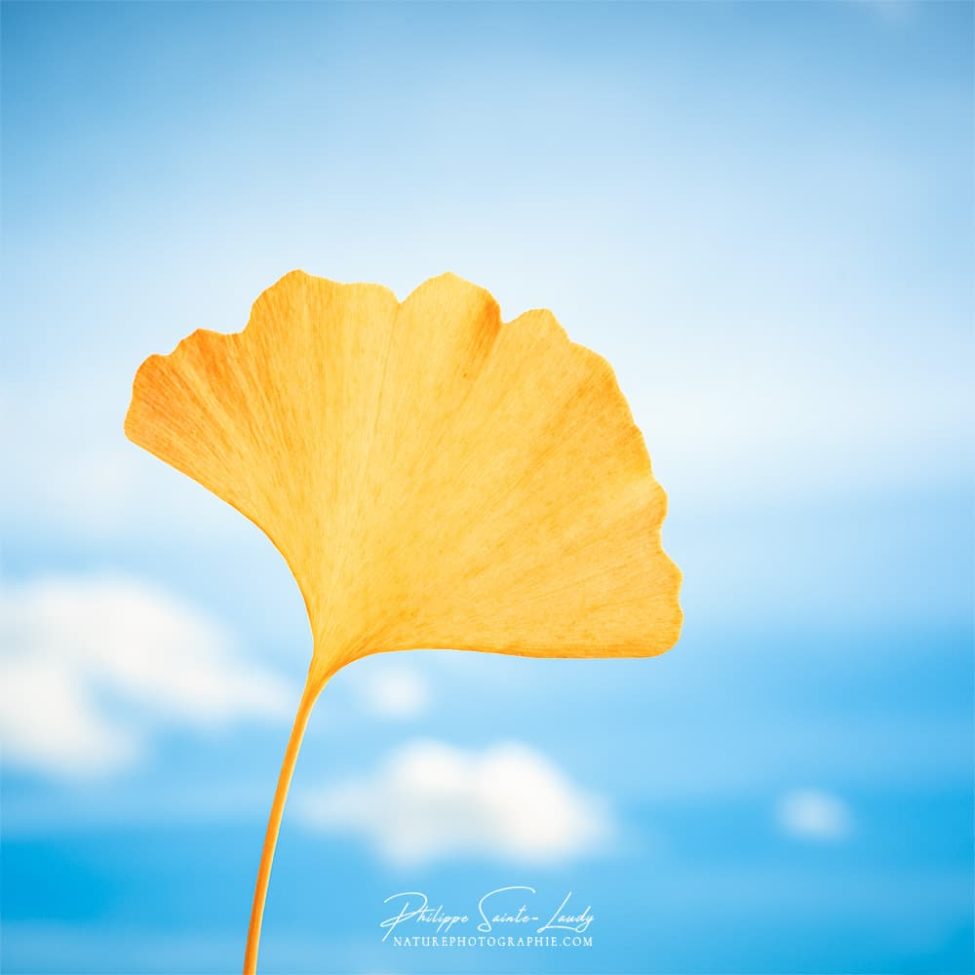 Feuille de ginkgo devant un ciel bleu