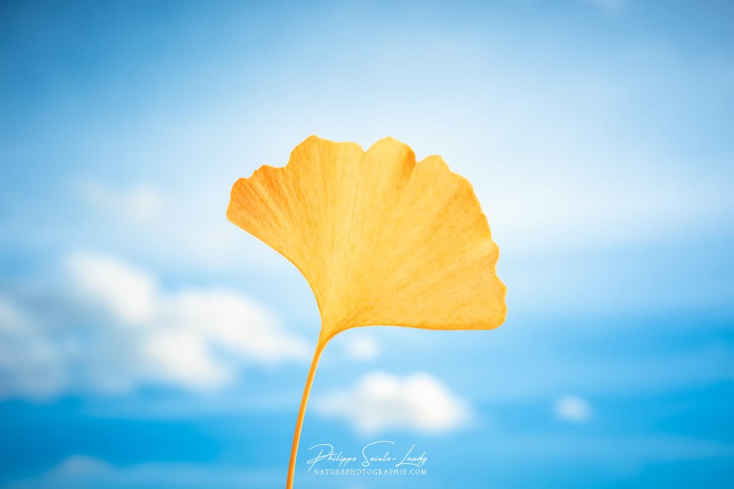 Une feuille de ginkgo devant un ciel bleu
