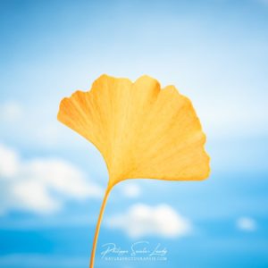 Gingko in the Sky Une feuille de ginkgo devant un ciel bleu
