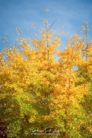Un ginkgo biloba qui prend ses couleurs d'automne