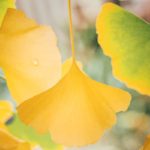 Feuille de ginkgo en gros plan