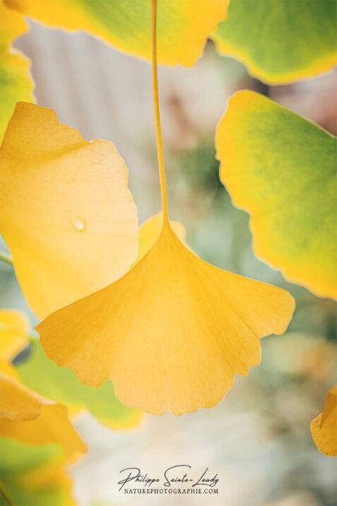 Feuille de ginkgo en gros plan