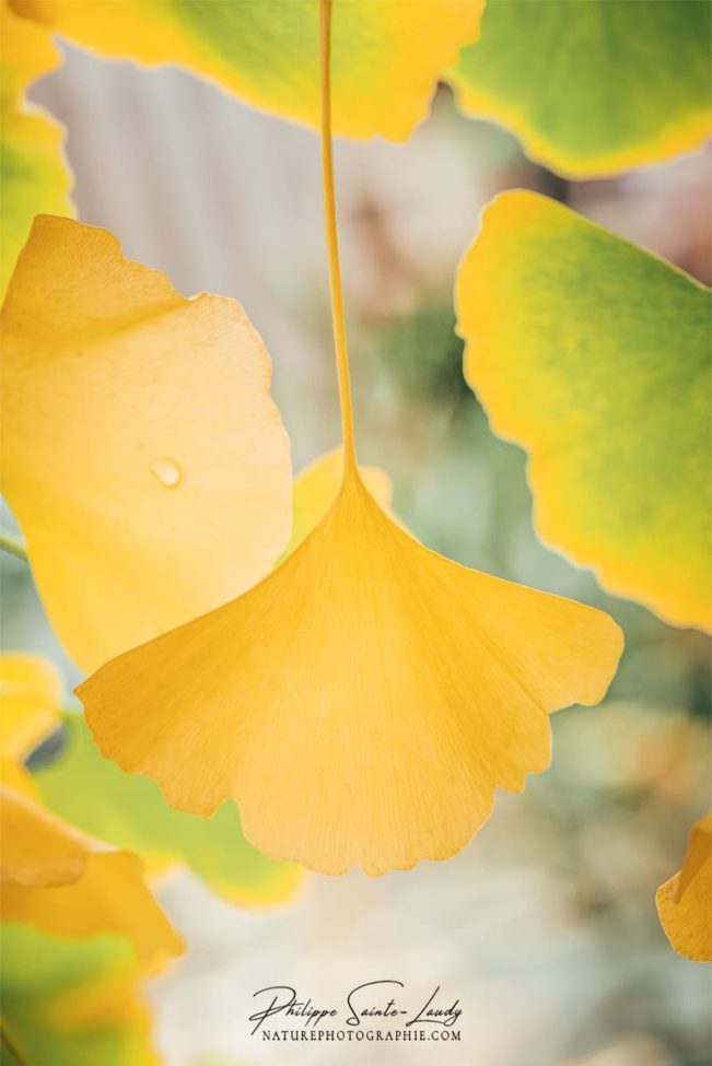 Feuille de ginkgo en gros plan