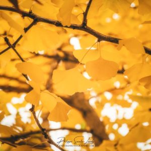 Golden Ginkgo Des feuilles jaunes dans un ginkgo biloba