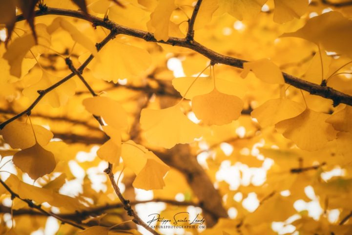 Des feuilles jaunes dans un ginkgo biloba