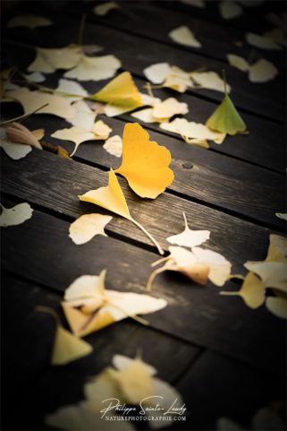 Une feuille jaune tombée d'un ginkgo biloba