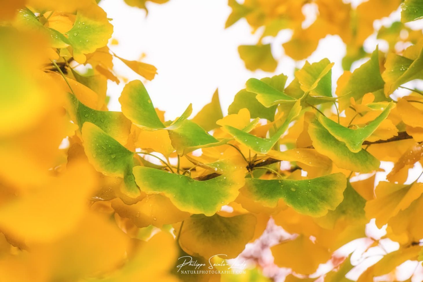 Des feuilles de ginkgo qui ressemblent à des papillons