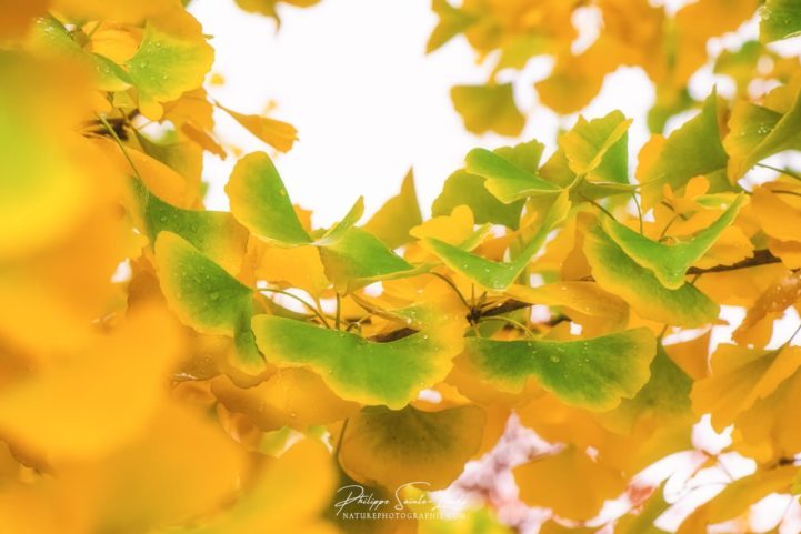 Des feuilles de ginkgo qui ressemblent à des papillons