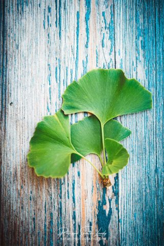 Feuilles vertes de ginkgo biloba