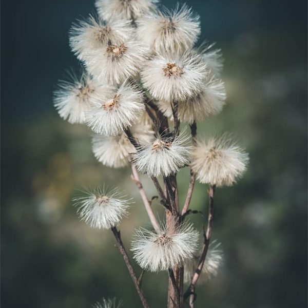 It’s a Difference En attendant d'être emporté par le vent…