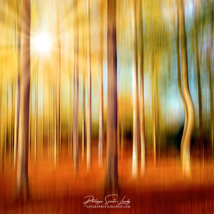 Flou directionnel dans une forêt en automne