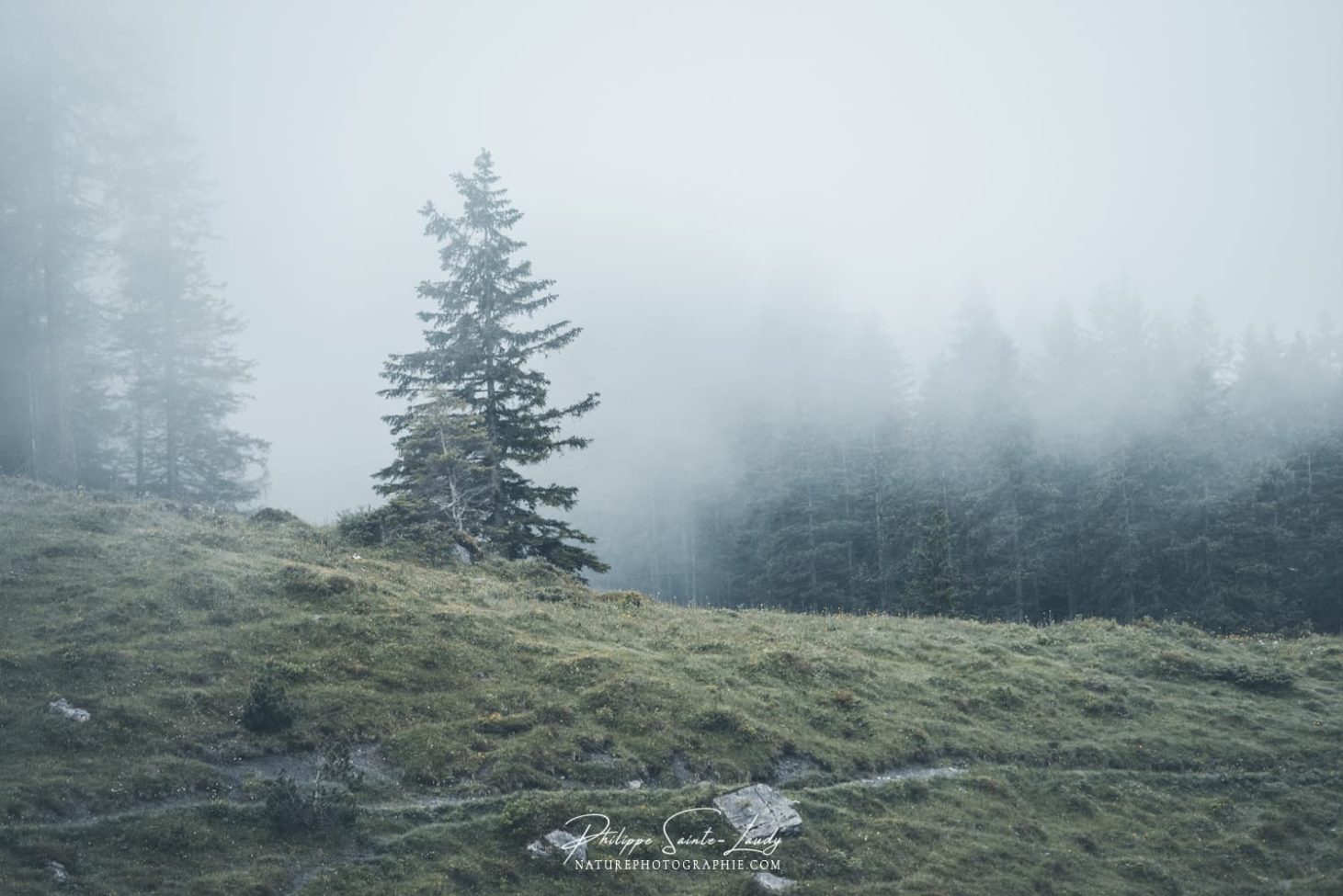 Sapins dans brouillard