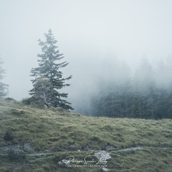 Keeping it Real Sapins dans brouillard