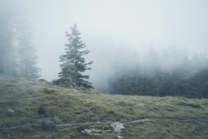 Sapins dans brouillard