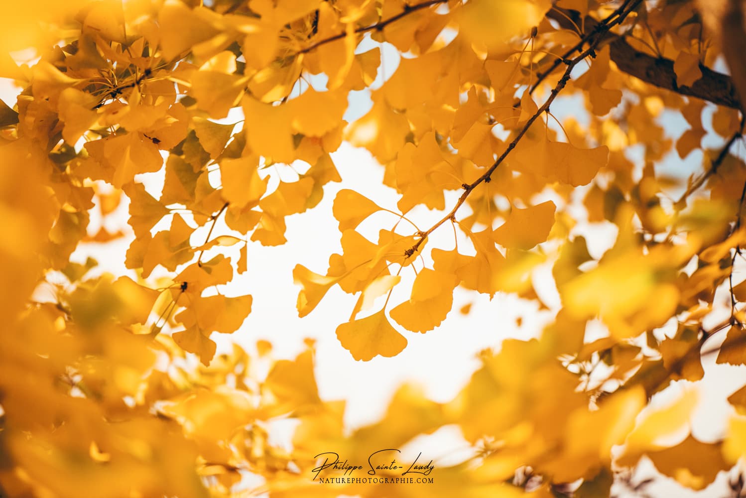 Feuilles jaunes de ginkgo biloba