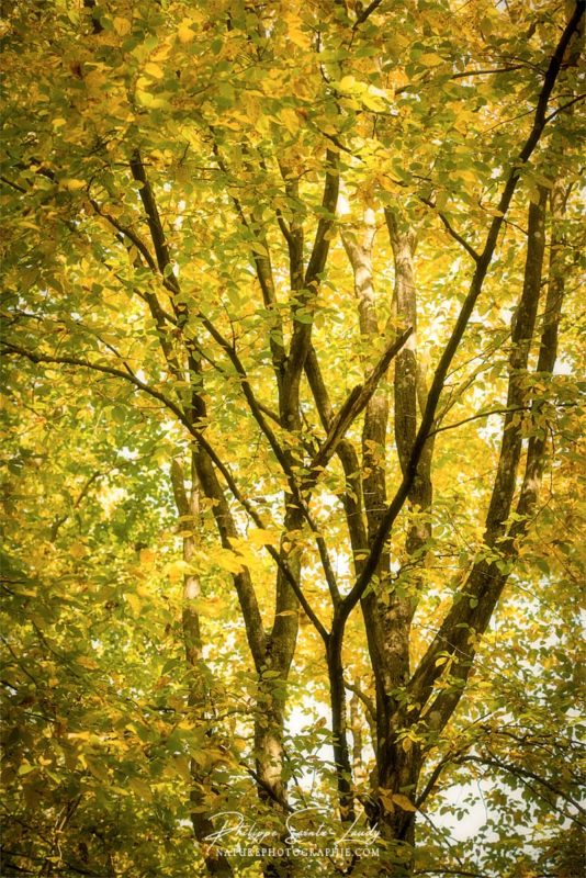 Un arbre jaune en automne