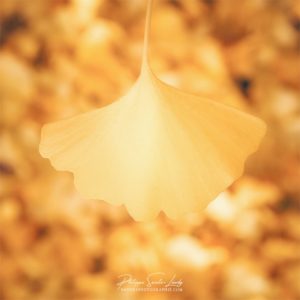 Like a Tear Gros plan sur une feuille de ginkgo en automne