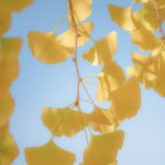 Des feuilles très douces sur un ginkgo